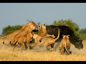 National Geographic Documentary - Lions vs Buffalo - Wildlife Animal