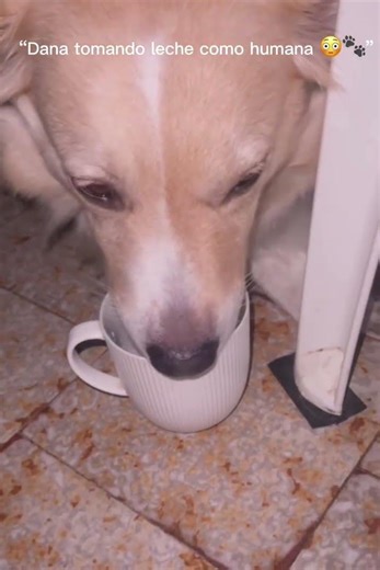 Dana tomando leche como una persona 🐶🥛