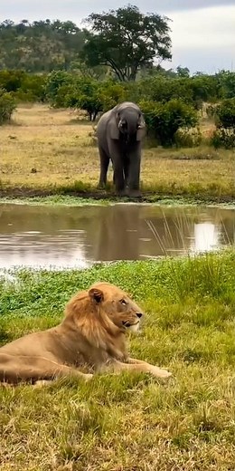 Maasai Mara National Reserve 🦁 | Ultimate African Safari Experience
