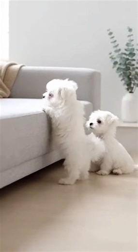“Puppy Tries to Climb the Couch… Then Sibling Helps 🥹🤍”