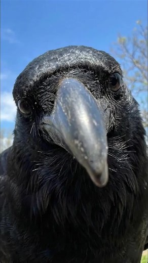 There’s a lot going on behind a #crow’s eyes. | Crow