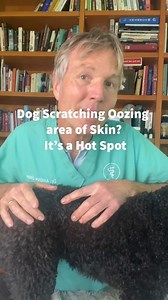 Dog itching and scratching oozing area of skin? It could be a Hot Spot and this Natural Remedy can help #dogskin #hotspot #dogallergies #homeremedy | Daily Pet Tips