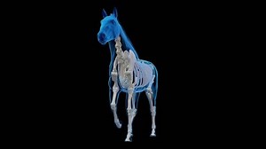 clip-1099464647-3d-rendered-medical-animation-horse-anatomy--