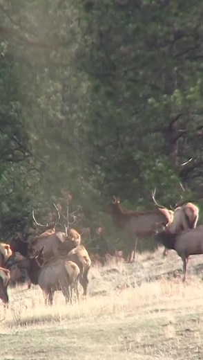 Elk Hunting Strategies: Spot and Stock Tactics for Success