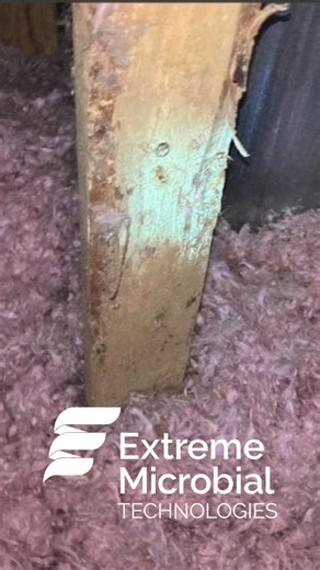 Hidden mold is one of the biggest threats to families — and it often hides in the places you’d never expect. A local family recently reached out after their children, who play piano in their music room, began experiencing mold-sensitivity symptoms… but there was no visible mold anywhere. Until we turned on our BioGlo™ diagnostic lighting. Right above the music room, the attic looked “clean.” But BioGlo revealed massive hidden mold colonies spread across the rafters — completely invisible to the 