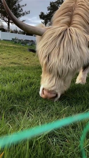 Daisy Duke | Scottish Highland | Daisy Gets Fresh GREEN Grass