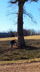 Tree of the week - Rotten oak