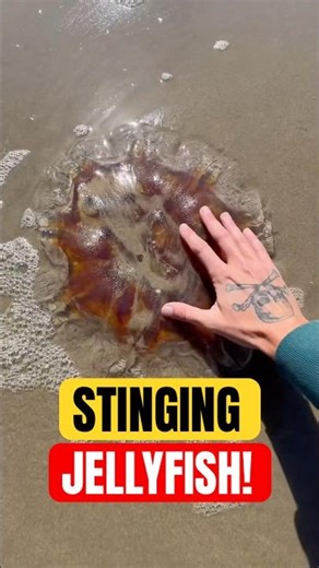 Rescuing MASSIVE Stinging Jellyfish! 😱 #animals #nature #shorts