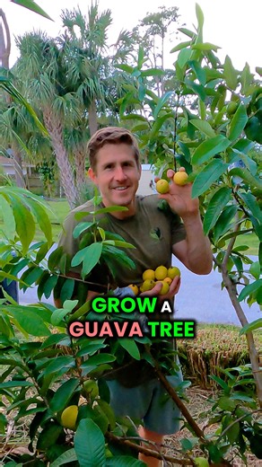 Grow Inn Homes | Real Estate & Growing Food on Instagram: "This is the Ruby Supreme Guava, one of our most abundant and favorite fruits right now! 🍈 To keep our guava trees thriving, we feed them with mulch, worm castings, azomite, and compost tea Quick tip: remove any rotten fruit from the ground to avoid attracting unwanted guests Turn your black thumbs green with our online food growing class. Comment “Guide” and we’ll message you more info! Follow @GrowInnHomes for more food growing and rea