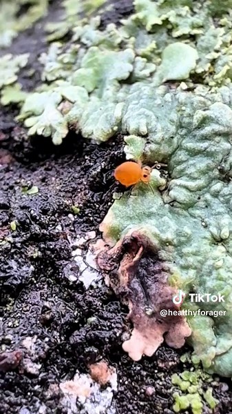 Springtails: The Amazing Teleportation Animal