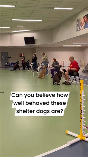 7.1K views · 175 reactions | Adoptable dogs are training hard so they can be great canine citizens in their new homes! | Helping Hands Humane Society | Facebook