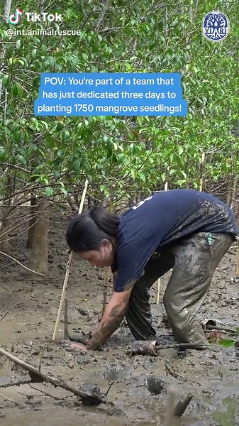 Amazing Biodiversity News! Planting 1750 Mangrove Seedlings in Sungai Besar Village