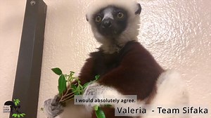 3.2K views · 228 reactions | The first event of our Lemur Games has...
