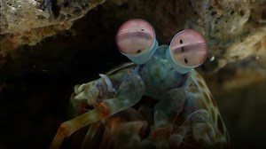 Why scientists call the mantis shrimp a real-life superhero
