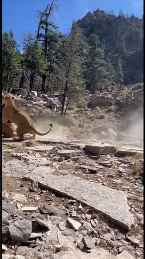 Lions Ambush Massive Brown Bear | Rare Predator Battle