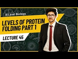 Protein Folding (Primary & Secondary) | A-Level Biology – Biological Molecules