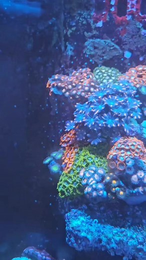 CALEB'S COLONY PICK OF THE WEEK! 🔥🪸 Check out these Show Mini Reefs with a variety of softies and awesome zoas! Perfect for the aquarist who hates growing ourlt frags! ALL CORAL WILL BE 20% OFF THIS FRIDAY! #annaaquarist #aquariums #aquarist #aquaculture #aquariumhobby #allmymoneygoestocoral #aquariumhobbyist #aquariumlife #aquarium #coralporn #coral #coralreef #reefaddict #reef #reeftank #reefaquarium #reefporn #reef2reef #localbusiness #localfishstore #local #newjersey #newyork #torch #zoas 