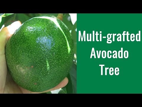 How to Graft Avocado Trees - Multi-grafted Avocado