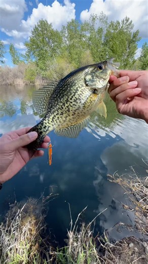 Late Spring CRAPPIE Fishing | Lunch Break Special!! | #piscifun #crappiecrazy #catchingfish #fish