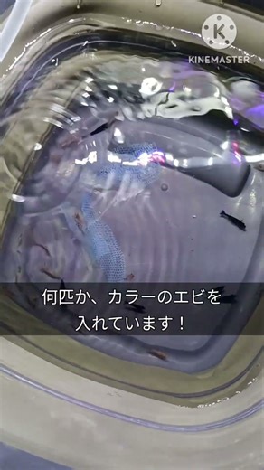 エビ水槽で実験！