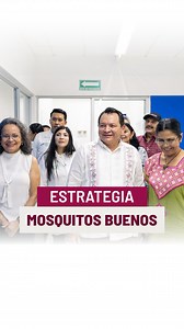 Pusimos en marcha la estrategia contra el dengue, Zika y chikungunya, la cual consiste en soltar mosquitos buenos con Wolbachia, que los hace estériles. Gracias a los científicos de la Universidad Autónoma de Yucatán UADY. 🧬🔬 | Huacho Díaz Mena