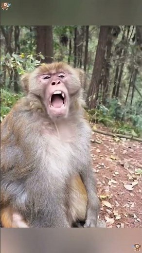 Why Monkeys Come Close to Humans for Food | Monkey Behavior Explained 🐒🍌 #mrdeepraj