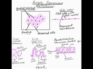 Types of simple epithelium