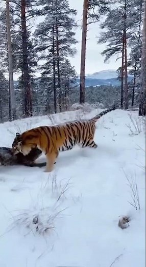 🐆🐅 Unbelievable Showdown: Leopard vs. Tiger in the Snow! ❄️