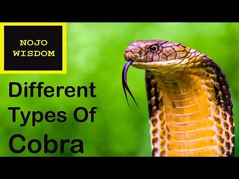 Different Types of Cobra || Cobra Snakes || Cobra Species In The World