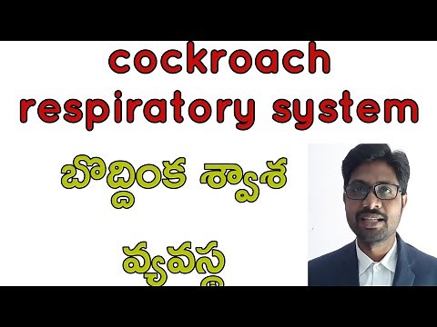 Cockroach respiratory system Bhaskar's biology