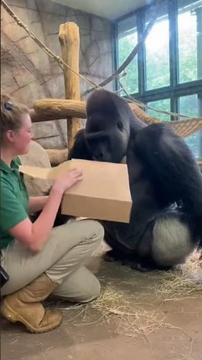 The gorilla lost his cool when the zookeeper showed him something