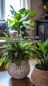 952K views · 7K reactions | These 3 houseplants will detoxify your space and bring life to any room! From the bold Rubber Plant to the resilient Chinese Evergreen and lush Boston Fern, each adds fresh air and unique vibes. #detoxyourspace #houseplants #greenliving #plantdecor | Spices & Herbs | Facebook