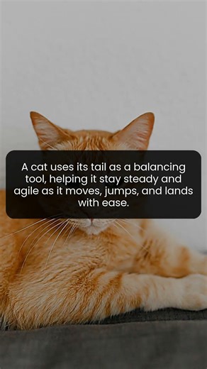 The Science Behind How a Cat’s Tail Keeps It Agile and Steady