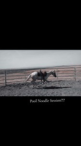 580K views · 5.2K reactions | My pool noodle desensitizing session...