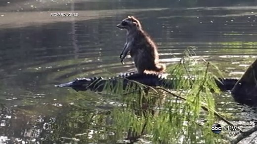 See Raccoon Balance on Alligator at Florida's Ocala National Forest