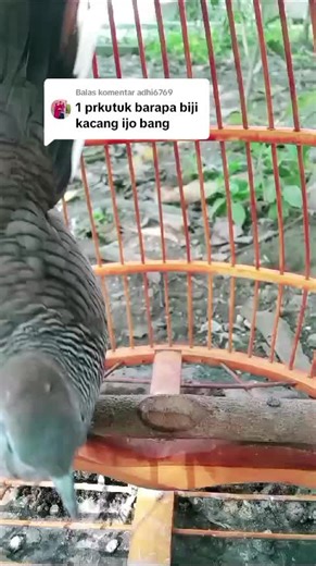 Cara Merawat Burung Perkutut dengan Kacang Hijau