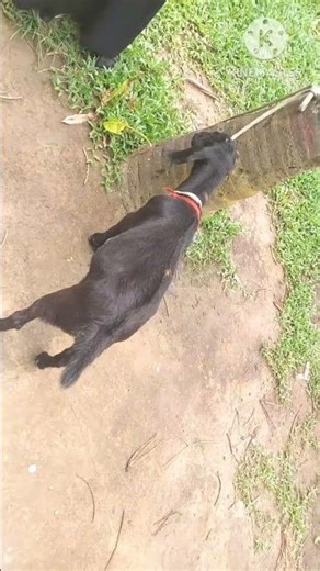 Goat Bloat Treatment Tips in 30 Seconds | Quick Vet Guide #shorts