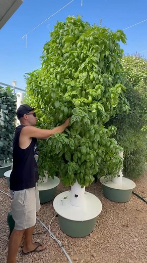 Agrotonomy on Instagram: "When growing outdoors on aeroponic towers, it’s essential to choose crops that match your local seasons. For example, cauliflower won’t thrive in summer heat, and tomatoes will not tolerate the winter cold. A smart planting strategy that aligns crops with the time of year is key to maximizing yields and maintaining healthy plant growth. However, if you’re growing in a climate-controlled greenhouse or indoors with LED lighting, you can regulate temperature, humidity, and