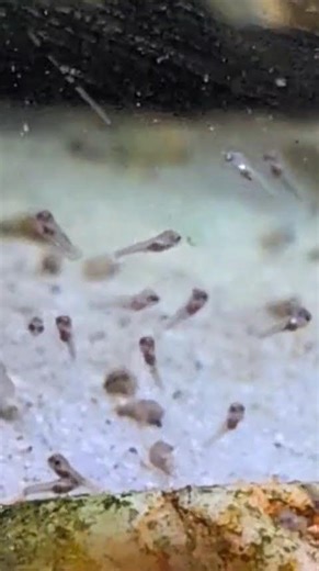 Angelfish fry, eating! 4 1/2 days since hatching.