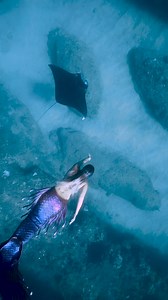 184K views · 4.1K reactions | Mermaid finds giant manta ray 殺 #professionalmermaid #mermaidtail #mermaidlife #folklore #mermaidcore #mermaid #ocean #fantasycreature Finfolk Productions | Mermaid Sirenity | Facebook