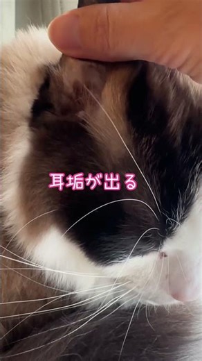 大したことないとしても飼主としては治してあげたい。 #ラグドール #猫