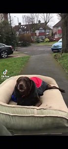 23K views · 2.5K reactions | Dr. Marty Becker on Reels | Facebook