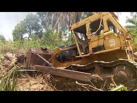 Double D8K Dozers Anchor Chain Clearing Massive Bush!