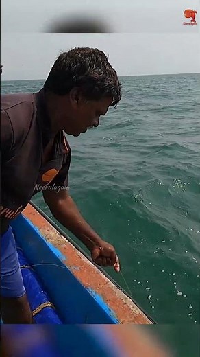 Catching Barracuda Fish in the Sea #fishing #fishingvideos #fishingtime