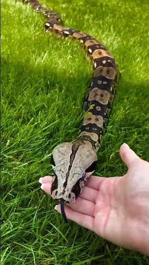 "Top 10 Biggest Snakes Ever Found on Earth 🐍 | Giant Snakes Caught on Camera!"#biggestsnake