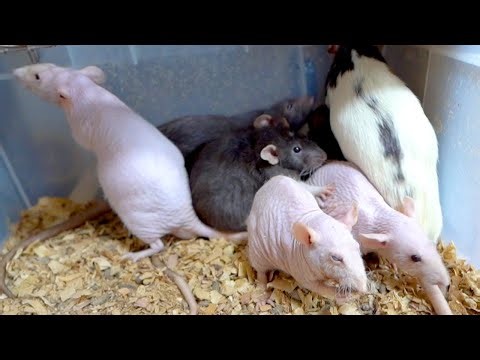 Results of collecting and breeding bald rats