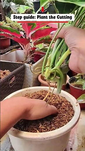 Propagation technique: Beginner-friendly step-by-step guide to planting Philodendron cuttings
