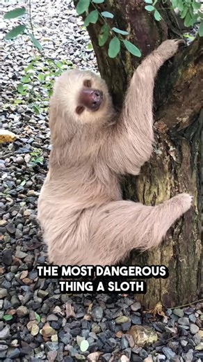 Sloths The Dangerous Poop 🦥