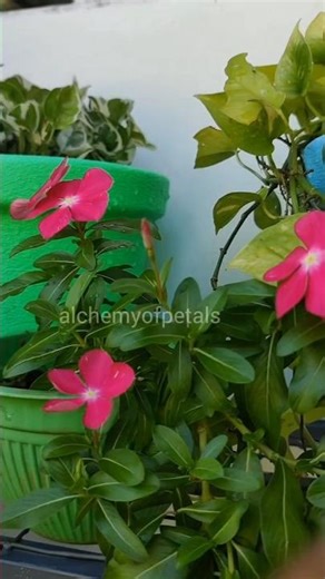 Nakshatram pole sundari #gardening #rose