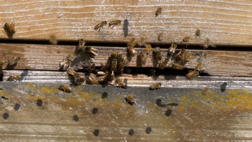 Free video - Bees, Beehive, Honey, Swarm, Hive